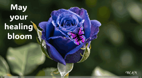 A Blue Rose With A Butterfly On It And The Words May Your Healing Bloom Above It GIF