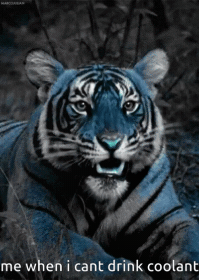 A Blue Tiger With The Words Me When I Cant Drink Coolant GIF