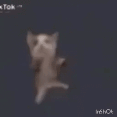 Blurred Cat Dancing On Hind Legs GIF