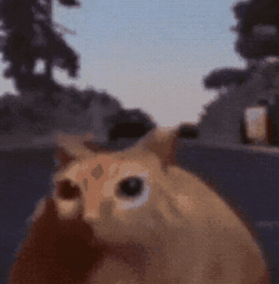 A Blurred Image Of A Cat Looking At The Camera GIF