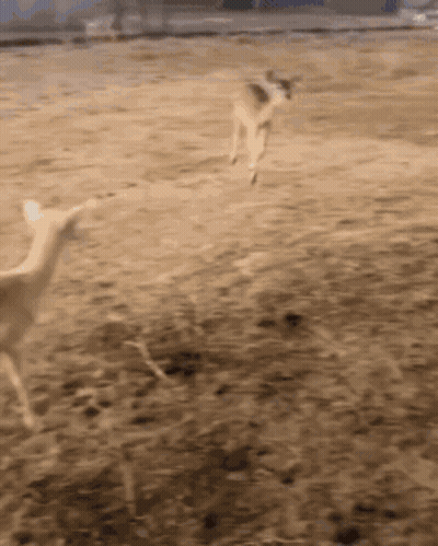 A Blurred Image Of A Deer Running On A Dirt Field GIF