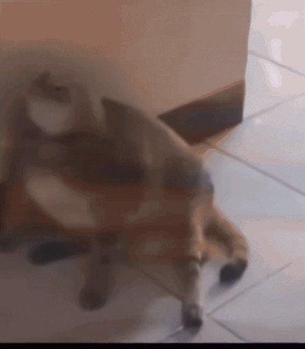 A Blurred Image Of A Dog Laying Down On A Tiled Floor GIF