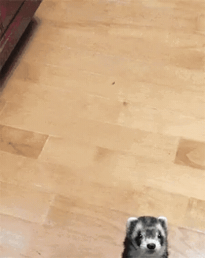 A Blurred Image Of A Dog 'S Paw On A Table GIF