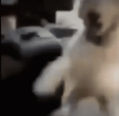 A Blurred Image Of A Dog Standing In A Dark Room GIF