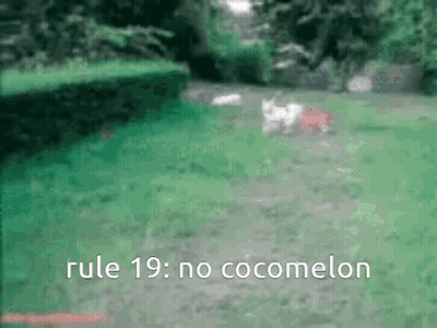 A Blurred Image Of A Dog Walking In A Yard With The Words Rule 19 : No Cocomelon Below It GIF