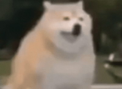 A Blurred Image Of A Dog With A Surprised Look On His Face . GIF