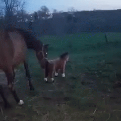 A Blurred Image Of A Horse Running In A Field With Trees In The Background GIF