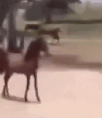 A Blurred Image Of A Horse Standing On A Dirt Road . GIF
