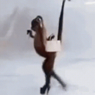 A Blurred Image Of A Monkey Standing On Its Hind Legs On A White Surface . GIF