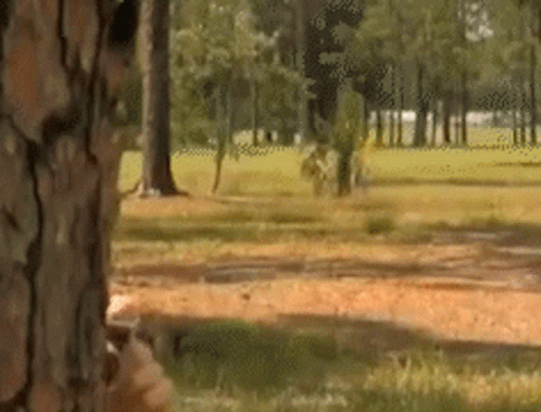 A Blurred Image Of A Park With Trees And Grass In The Foreground GIF