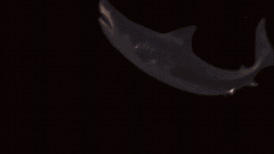 A Blurred Image Of A Person 'S Face With A Dark Background GIF