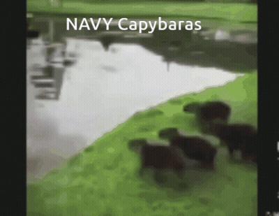 A Blurred Image Of A River With The Words Navy Capybaras On It GIF