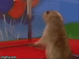 A Blurred Image Of A Squirrel With Imgflip.com At The Bottom Of The Image GIF