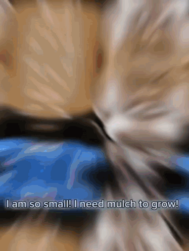 A Blurry Image Of A Cat With The Words " I Am So Small I Need Much To Grow " GIF