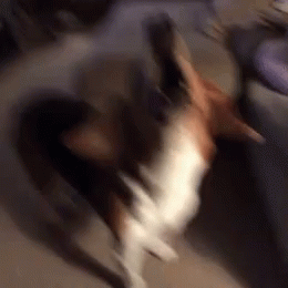 A Blurry Picture Of A Brown And White Dog Laying On Its Back GIF