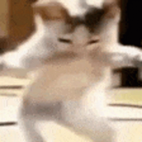 A Blurry Picture Of A Cat Dancing On A Table . GIF