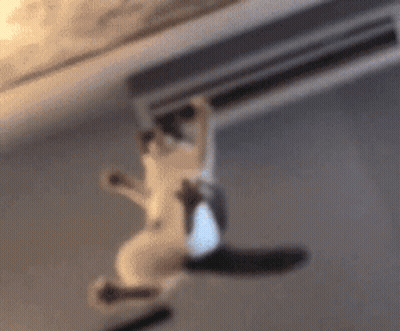 A Blurry Picture Of A Cat Hanging From A Ceiling . GIF