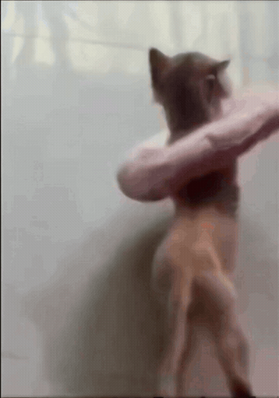 A Blurry Picture Of A Cat Holding A Pink Pillow In Its Paws GIF