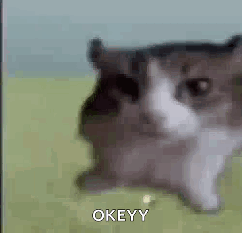 A Blurry Picture Of A Cat Laying On The Grass With The Word Okeyy Written On The Bottom . GIF