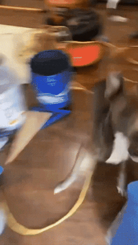 A Blurry Picture Of A Cat Playing With A Blue Container That Says ' Snickers ' On It GIF