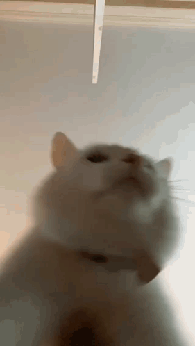 A Blurry Picture Of A Cat 'S Face Looking Up At The Camera . GIF