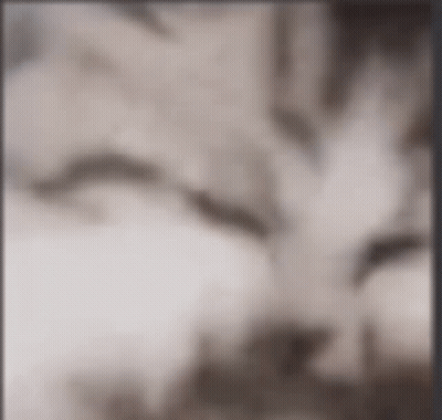A Blurry Picture Of A Cat 'S Face With A Gray Background GIF