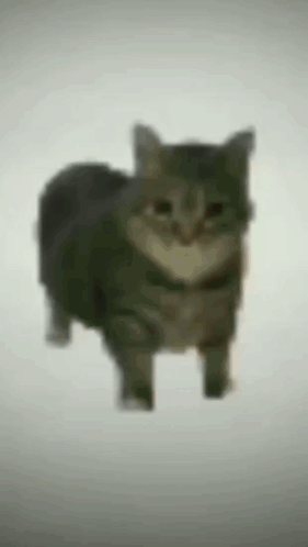 A Blurry Picture Of A Cat Walking On A White Background . GIF