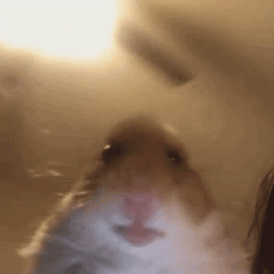 A Blurry Picture Of A Hamster Looking At The Camera . GIF