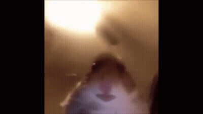 A Blurry Picture Of A Hamster 'S Face In A Room . GIF