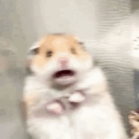 A Blurry Picture Of A Hamster With A Surprised Look On Its Face GIF