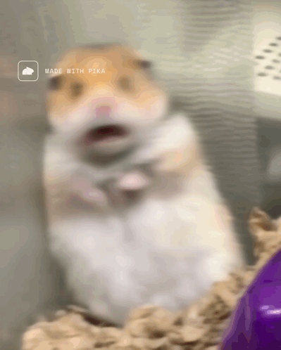 A Blurry Picture Of A Hamster With The Words Made With Pika On The Bottom Right GIF