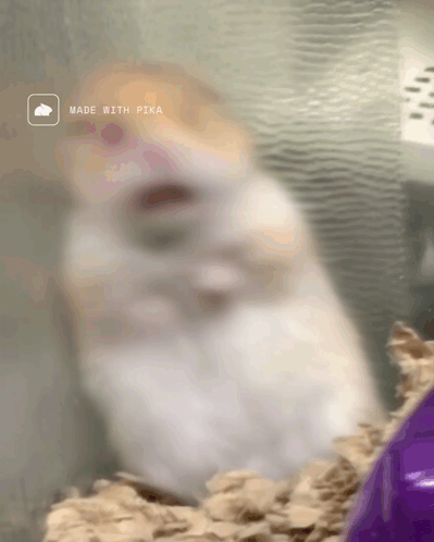 A Blurry Picture Of A Hamster With The Words Made With Pika On The Bottom GIF