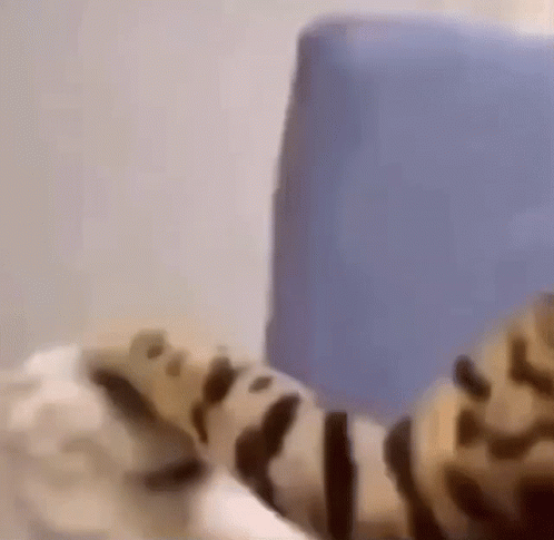 A Blurry Picture Of A Leopard Print Cat Laying On A Bed . GIF