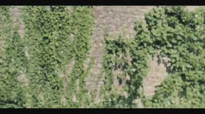 A Blurry Picture Of A Tree With Lots Of Leaves On It GIF