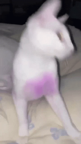A Blurry Picture Of A White Cat With A Purple Skirt On . GIF