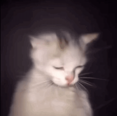 A Blurry Picture Of A White Cat With Its Eyes Closed Against A Black Background . GIF