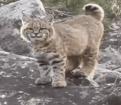 A Bobcat Is Standing On A Rock In The Woods Looking At The Camera GIF