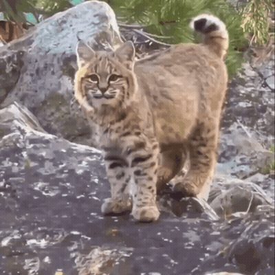 A Bobcat Is Standing On A Rocky Hillside Looking At The Camera GIF