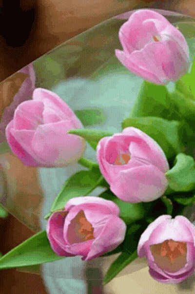 A Bouquet Of Pink Tulips With Green Leaves Is Wrapped In Plastic . GIF