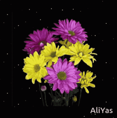 A Bouquet Of Purple And Yellow Daisies On A Black Background GIF