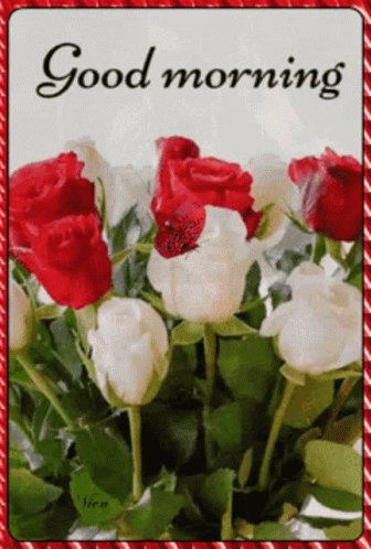 A Bouquet Of Red And White Roses With The Words Good Morning On The Bottom GIF
