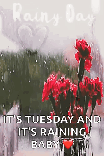 A Bouquet Of Red Flowers In A Vase With The Words " It 'S Tuesday And It 'S Raining Baby " On It GIF