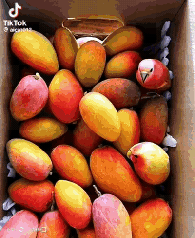 A Box Filled With Lots Of Mangoes And A Parrot . GIF