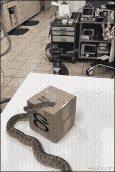 A Box With The Letter O On It GIF