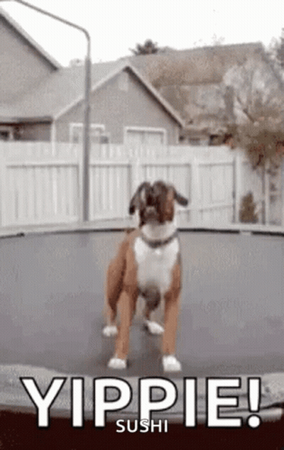 A Boxer Dog Is Jumping On A Trampoline With The Words Yippie Sushi Below It . GIF