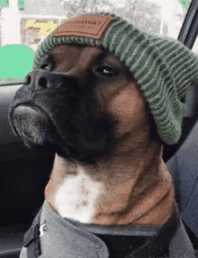 A Boxer Dog Wearing A Green Hat And A Harness GIF