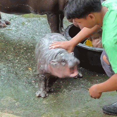 A Boy In A Green Shirt Petting A Baby Hippo GIF