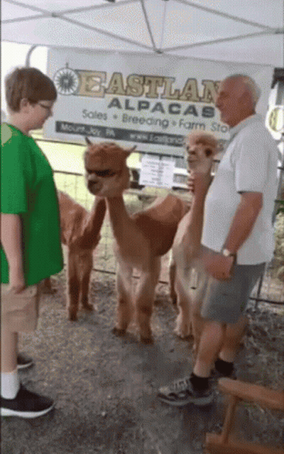 A Boy In A Green Shirt Stands In Front Of Alpacas In Front Of A Eastland Alpaca Sign GIF