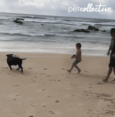 A Boy Playing With A Dog On A Beach With The Petcollective Logo In The Corner GIF