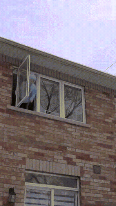 A Brick Building With A Window Open That Looks Out To A Tree GIF